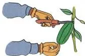 Hands harvesting fresh vegetables from pots, showing the gentle picking of mature produce described in the chapter