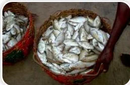 3) Gracy sold 6 kg sword fish.