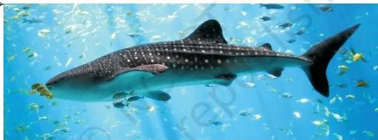 The biggest fish is the whale shark.