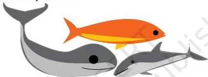 To see the difference between whales and fish look carefully at their tails.