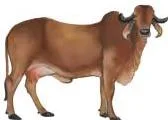 This cow is brown.