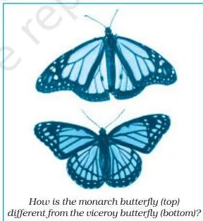 Ebright’s project was to see whether, in fact, birds would eat monarchs.