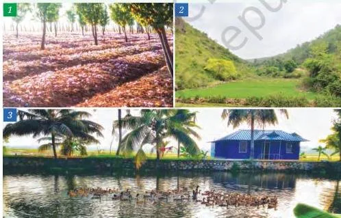 Three photographs: saffron crocus flowers in Kashmir, an integrated forest-and-land farming system in Odisha, and paddy farming with fishing and livestock in Kerala — India's three FAO-recognised agricultural heritage systems.