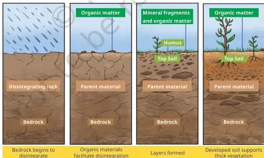 A simplified diagram of soil formation: bedrock broken down by weathering into particles that mix with decaying organic matter, a process taking from a century to several millennia.