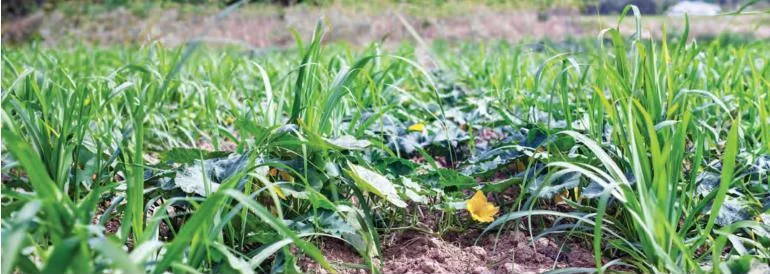 A field in which tall sugarcane grows together with low pumpkin vines — an example of intercropping, growing two crops in one field at the same time.