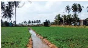 An irrigated crop of peanuts in south India