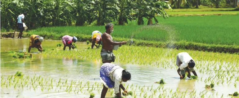 Banana trees growing on the raised bunds of paddy fields, acting as windbreakers and holding the soil in place while giving farmers an extra crop.