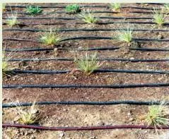 Black drip-irrigation tubes laid along the base of plants, delivering water slowly and directly to the roots to minimise waste.