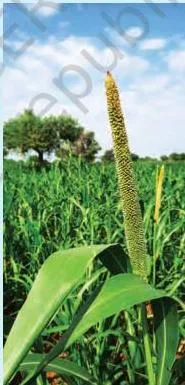 Pearl millet plants with grain heads in a field — a kharif crop that grows with the monsoon rains.