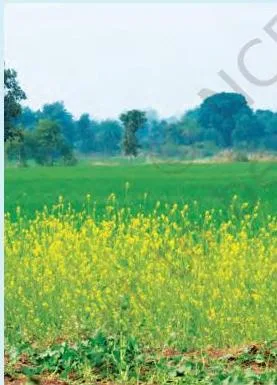 Yellow mustard plants in the foreground with a wheat field behind them — two rabi crops grown in the winter season.
