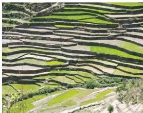 Terraces cut like steps into a hillside in Uttarakhand, each flat strip holding a crop — terrace farming prevents soil erosion and conserves water on slopes.