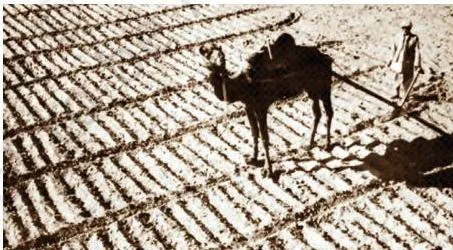 (Top) Intercropping at the Harappan site of Kalibangan (Rajasthan) around 2800 BCE, as evidenced by perpendicular furrows. (Bottom) The same practice continuing in the 1960s, around 4800 years later!