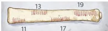 Bone carving with tally columns that group notches into the primes 11, 13, 17 and 19, with a second column showing doubling