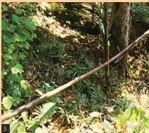 Bamboo water pipes raised high above the ground where they cross a road