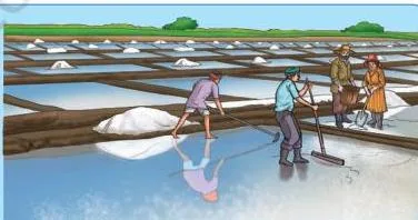 The salt pans of Gujarat are vast flatlands where seawater is dried to collect salt.