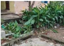 A reed bed setup made of a shallow container with gravel and water-loving plants, treating greywater by natural filtration