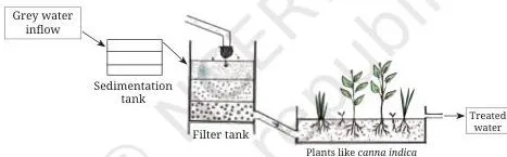 The full reed bed system: greywater flowing into a sedimentation tank where particles settle, then passing through the roots of Canna indica and Colocasia plants