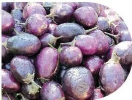 A brinjal plant with fruit in the garden beside harvested brinjals, showing a crop from plant to harvest