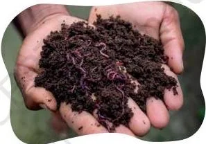 Red earthworms on the bedding material inside a compost bin, the worms that turn kitchen waste into vermicompost