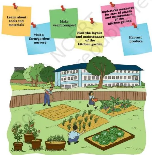 A neat school kitchen garden with vegetables growing in rows, showing what the completed project looks like