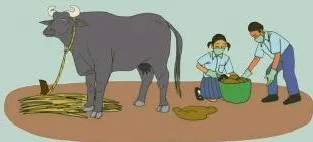 Dung from farm animals traditionally used in Bharat as manure, the natural fertiliser that adds nutrition to garden soil