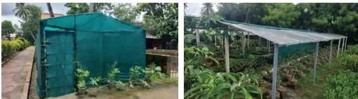 A neighbourhood plant nursery