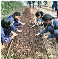 A raised bed of seedlings surrounded by a protective fence, with path space between beds