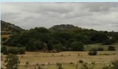 Banyan tree in Ananthapuramu district, Andhra Pradesh
