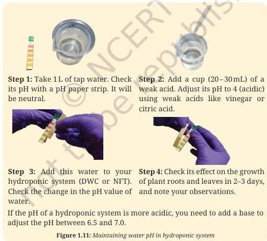 Steps for checking the pH of hydroponic water with pH paper, the activity that keeps the water between pH 6.0 and 7.0