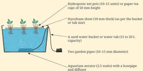 (d): DWC hydroponic setup