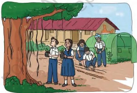 Developing a plant nursery in the school
