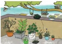 Different ways of utilising space for plants