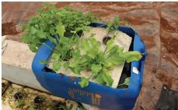A Deep Water Culture hydroponic tub with plants held in net pots by a floating sheet and roots suspended in nutrient water