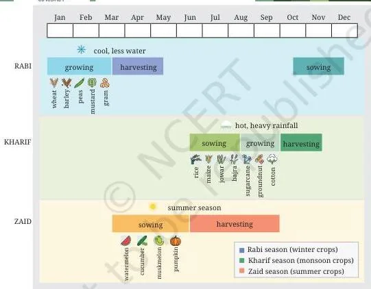 A crop calendar showing a structured schedule of planting, maintenance and harvesting based on local weather and soil