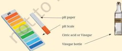 Materials required for adjusting the pH of hydroponic water, laid out ready for the school pH testing activity described in the chapter