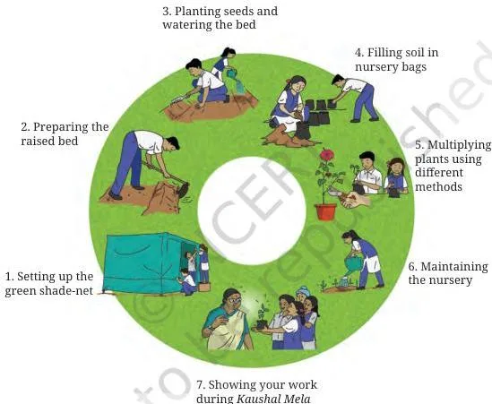 Growing plants in a plant nursery