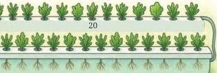 Growing plants using DWC hydroponic system