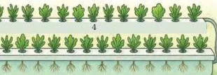 Hydroponics is a method of growing plants in a nutrient-rich water solution instead of soil (Figures 1.1 and 1.2).