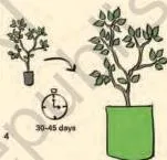 A stem cutting planted in a nursery bag, showing the slant-cut base and the nodes from which a new plant roots