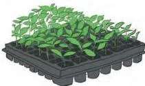 A seedling tray with separate cells, each holding a young sapling growing in cocopeat