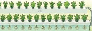 Steps for growing microgreens