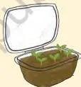 Six steps for growing microgreens, from filling a tray with cocopeat to harvesting seedlings at the true-leaf stage, the chapter first crop