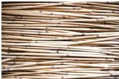 Bamboo grows in almost all parts of India, except for the extremely hot and cold desert regions of Rajasthan and Ladakh, respectively
