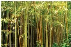 Bamboo grows in almost all parts of India, except for the extremely hot and cold desert regions of Rajasthan and Ladakh, respectively