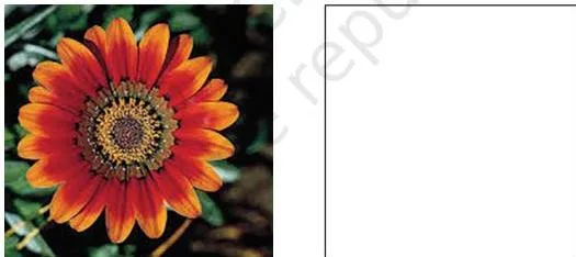 A flower drawn as a tie and dye design with dotted motifs following its petals, an exercise in design inspiration