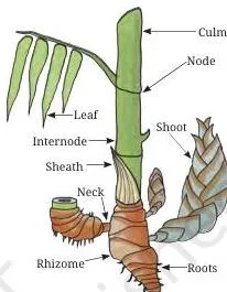 A labelled diagram of a bamboo stem showing the culm, nodes, internodes and the sheath that protects the young shoot