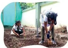 A hand cultivator being used to remove weeds from a plant bed, clearing plants that compete with the crop