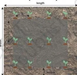 Soil background along with plant to plant space