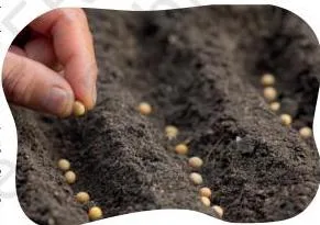 Sowing seeds in furrows