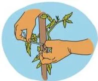 Staking a plant for support